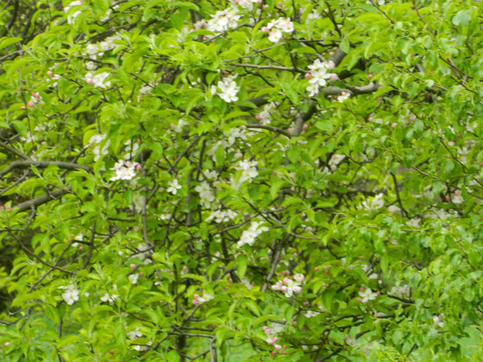 DSCN3234