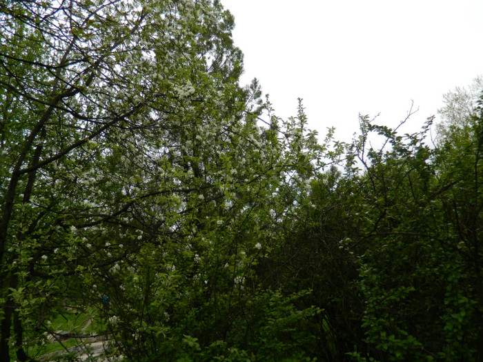 DSCN3238