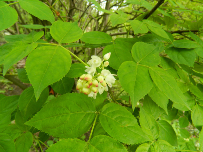 DSCN3244