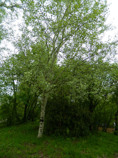 DSCN3246