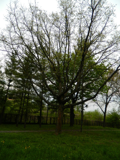 DSCN3260