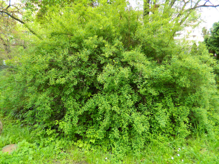 DSCN3265