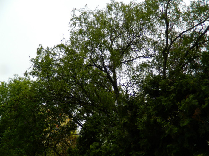 DSCN3268