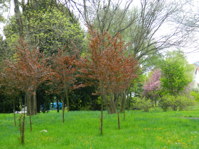 DSCN3276 - Parcul Botanic Timisoara