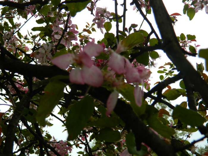 DSCN3296