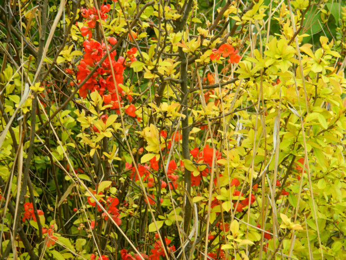 DSCN3339
