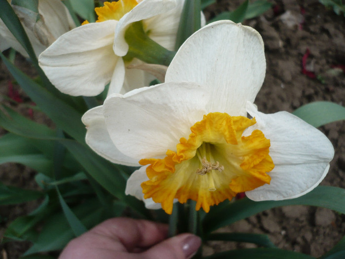 P1120639 - GRADINA 2012