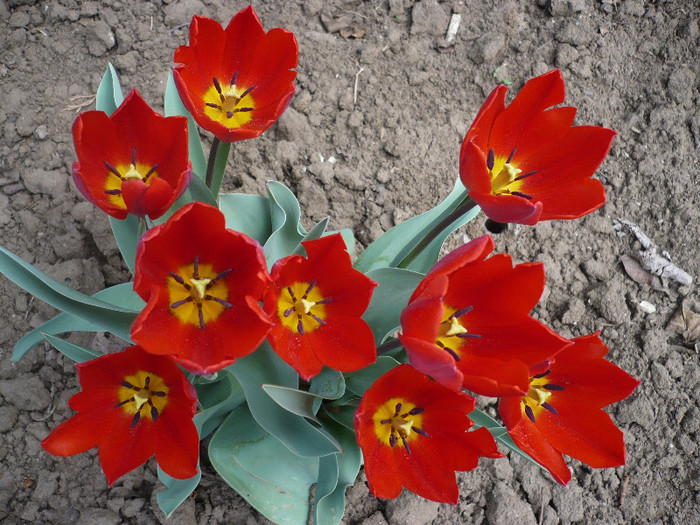 P1120643 - GRADINA 2012