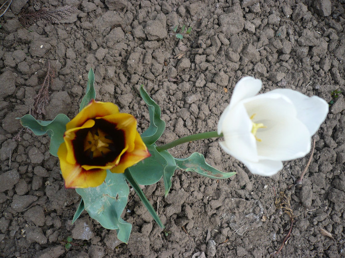 P1120641 - GRADINA 2012