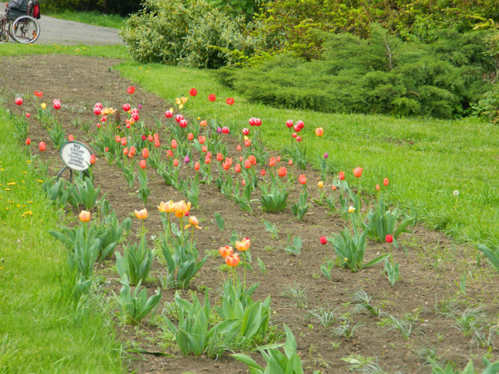 DSCN3387 - Parcul Botanic Timisoara