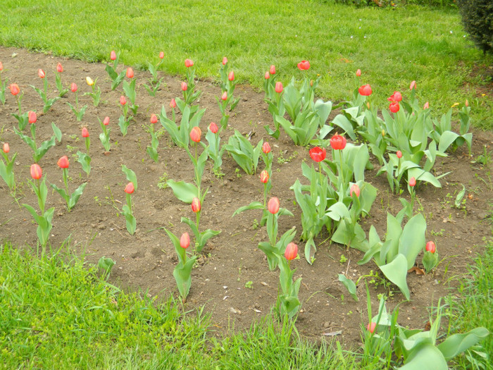 DSCN3388 - Parcul Botanic Timisoara