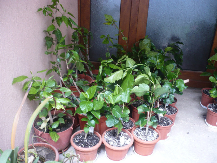 21.04.2012 - HIBISCUSI 2012-1