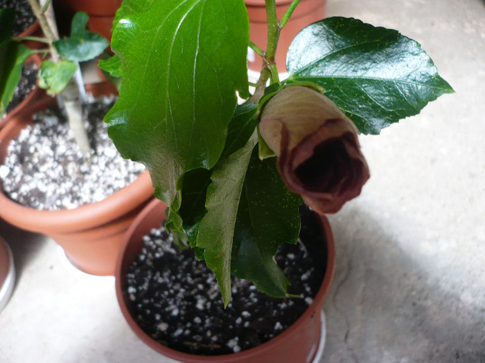 P1120652 - HIBISCUSI 2012-1
