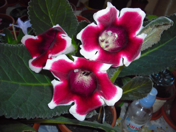 CIMG9767 - gloxinia 2012