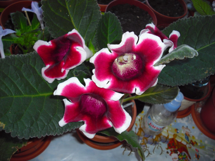 CIMG9766 - gloxinia 2012