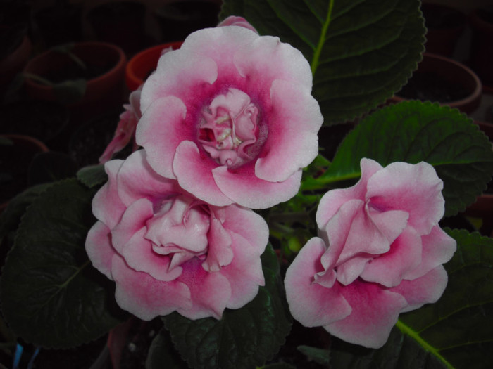 CIMG9771 - gloxinia 2012