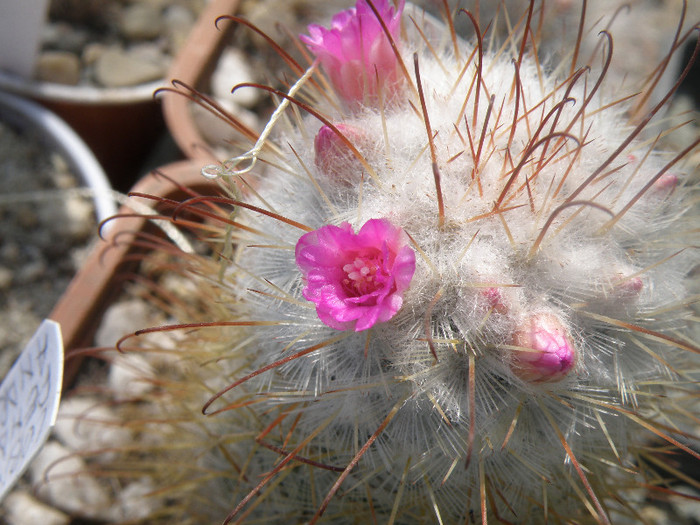 Mammilaria bombicina - Genul Mammilaria