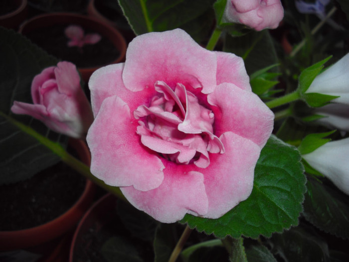 21 04 2012 - gloxinia 2012