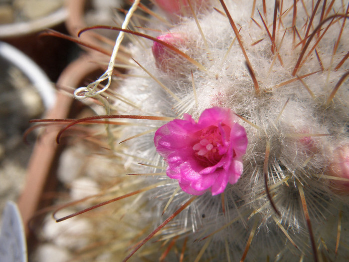 Mammilaria bombicina - Genul Mammilaria