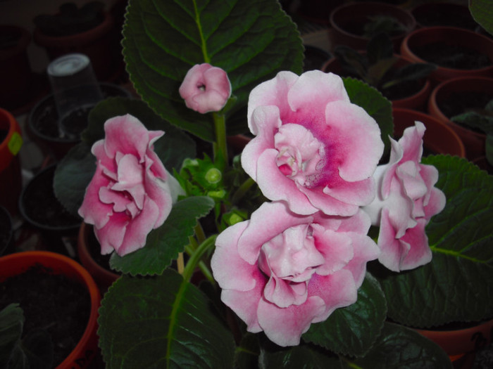 CIMG9772 - gloxinia 2012