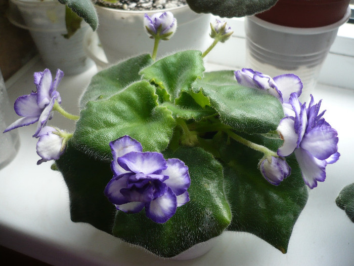 P1120661 - Purple crest