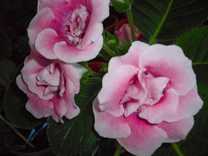 CIMG9776 - gloxinia 2012