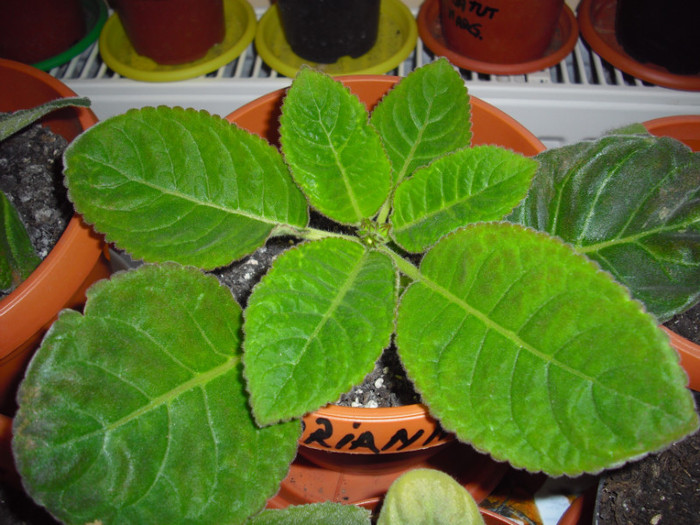 koketka blue - gloxinia 2012