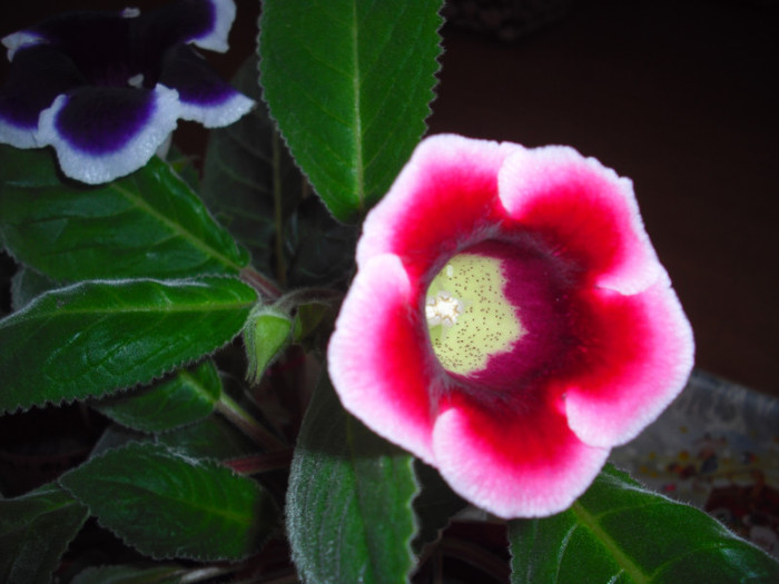 CIMG9783 - gloxinia 2012