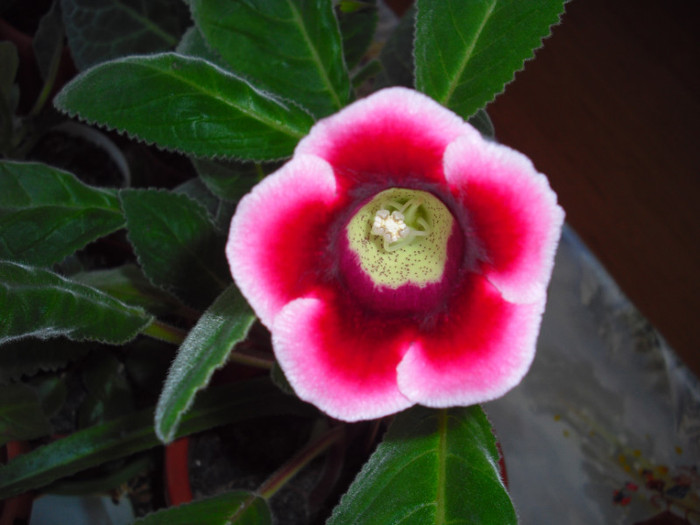 CIMG9784 - gloxinia 2012