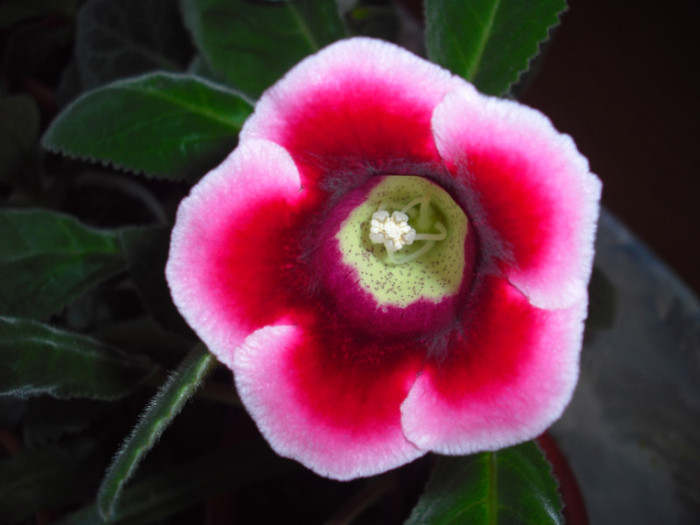 CIMG9782 - gloxinia 2012