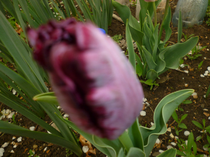 P1000382