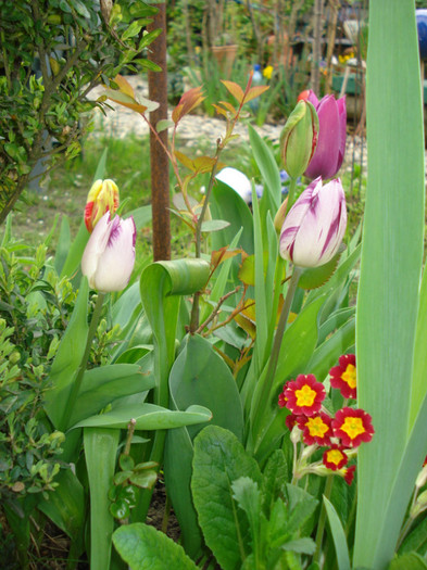 DSC06107
