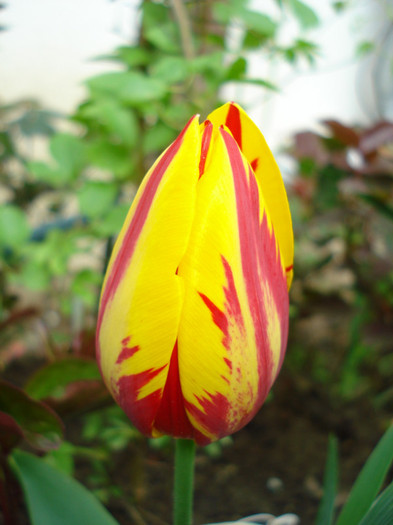 DSC06139