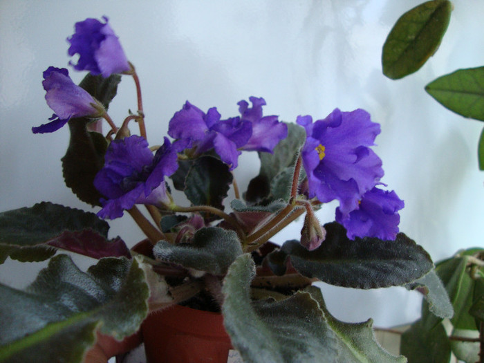 DSC04878 - 00 violete