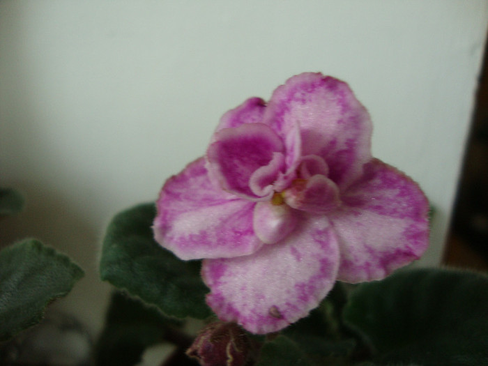 DSC04880 - 00 violete