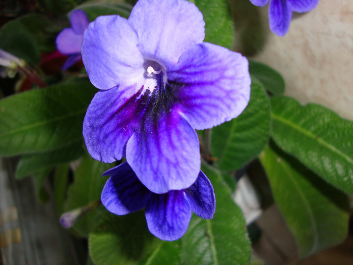 DSC04884 - 00 streptocarpus