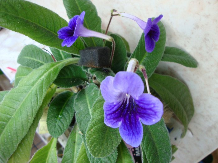 DSC04619 - 00 streptocarpus