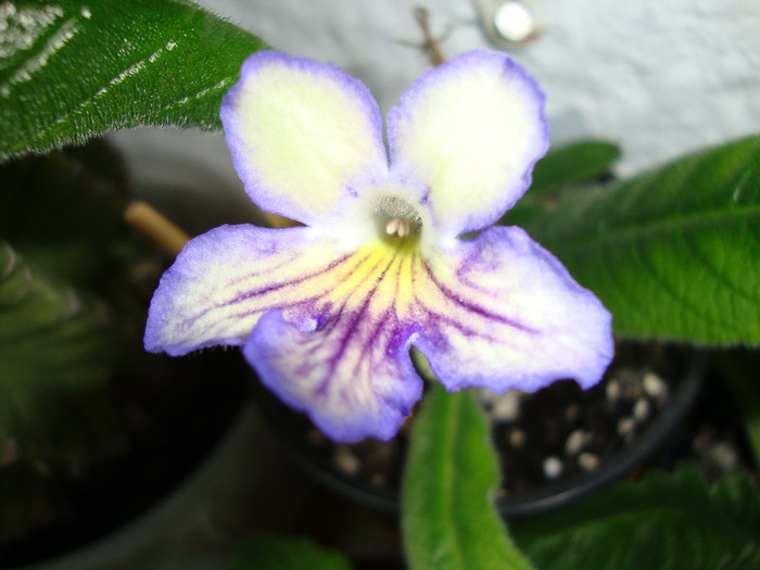 DSC04883 - 00 streptocarpus