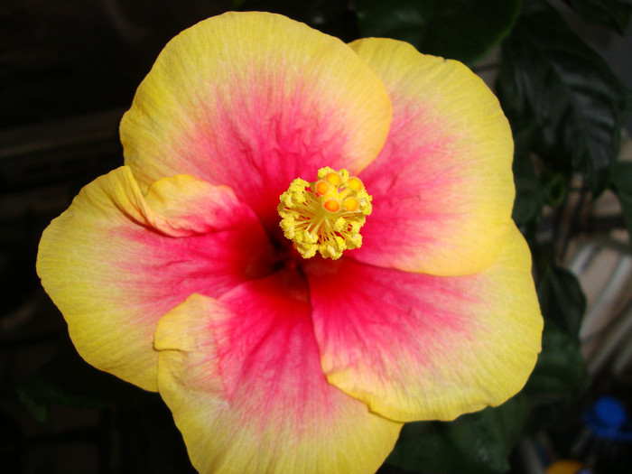 DSC04877 - 00 hibiscus