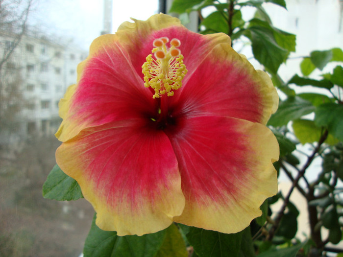 DSC04192 - 00 hibiscus