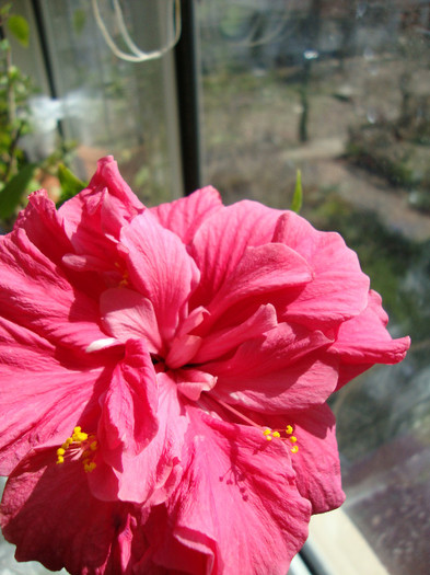 DSC04625 - 00 hibiscus