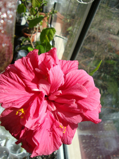 DSC04628 - 00 hibiscus