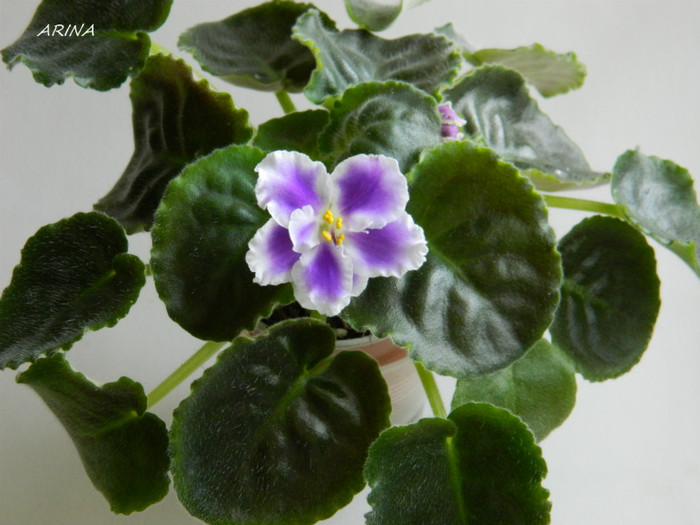 DSCN8126 - 0 violete africane-saintpaulia aprilie 2012