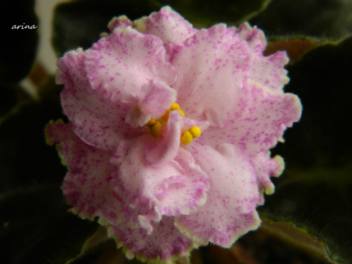 DSCN8141 - 0 violete africane-saintpaulia aprilie 2012
