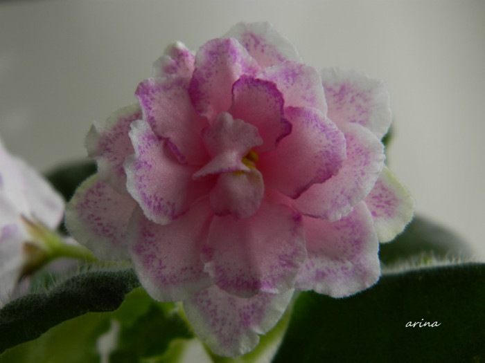 KING'S RANSOM - 0 violete africane-saintpaulia aprilie 2012