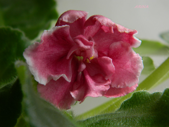 rs bog solnca - 0 violete africane-saintpaulia aprilie 2012