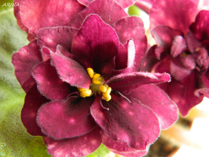 DSCN8180 - 0 violete africane-saintpaulia aprilie 2012