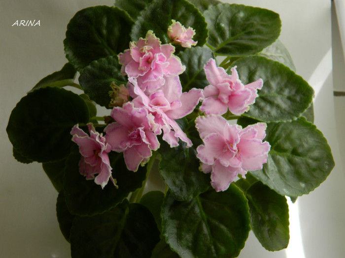 LE SAMARA - 0 violete africane-saintpaulia aprilie 2012