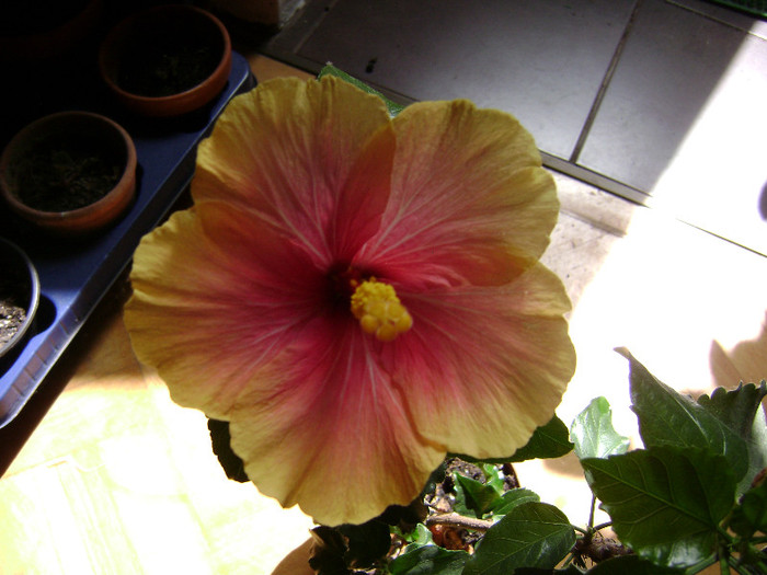 DSC08505 - hibiscus 2012