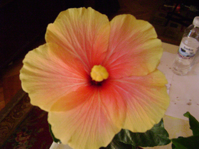 DSC08495 - hibiscus 2012